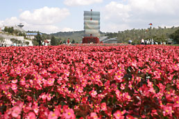 Three-masted junk on sea of flowers