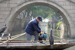 Fisherman prising fish from cormorant's mouth