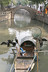 Fishing cormorants drying their wings